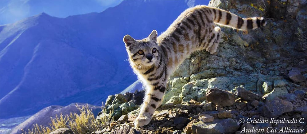 安第斯山虎猫 (Andean Mountain Cat)