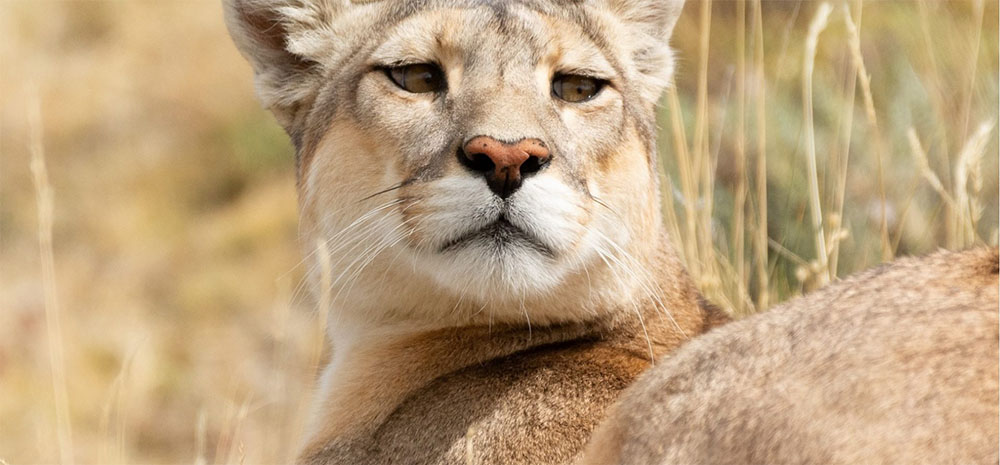 智利美洲狮(Puma)